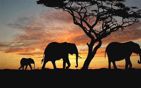 Wallpaper Elephants In The Sunset 1920x1080 Full Hd 2k Picture Image
