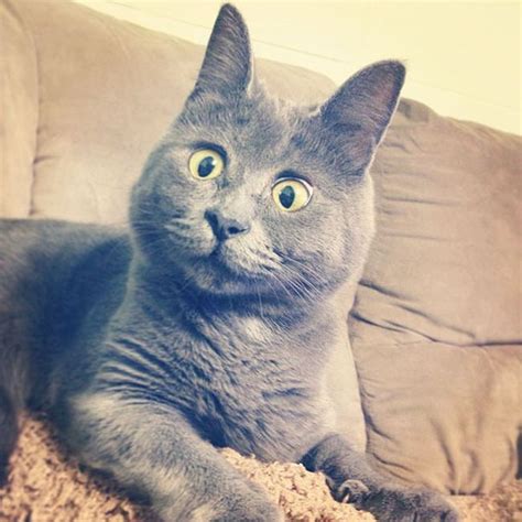 This Cats Face Makes Him Look Like Hes Permanently Surprised 14 Pics