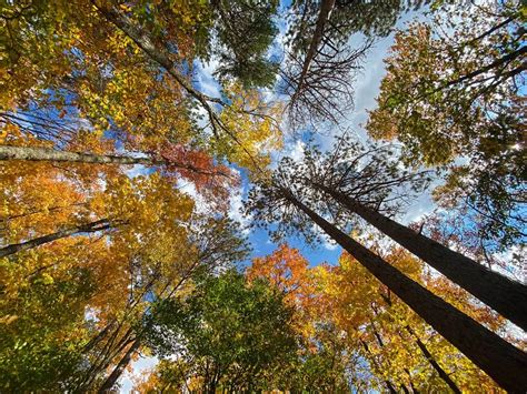 Where To See The Best Fall Colours In Algonquin Provincial Park