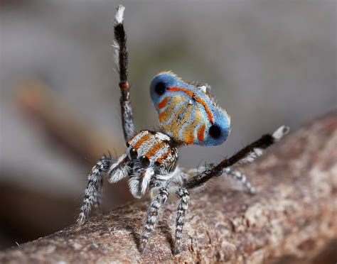 7 New Peacock Spiders Are Tiny Shiny And Spectacularly Colourful Cbc