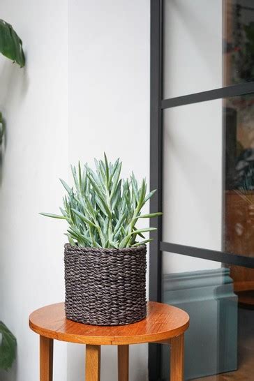 Buy Ivyline Set Of 3 Oslo Seagrass Lined Planters From The Next Uk