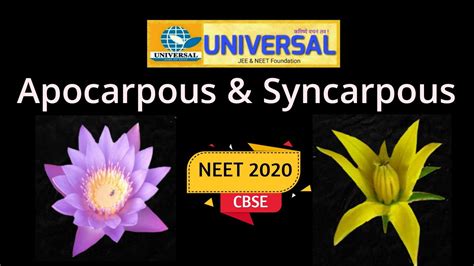 Difference Between Apocarpous And Syncarpous Ovary Neet And Cbse Youtube