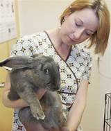 Veterinary Clinic For Rabbits Pictures