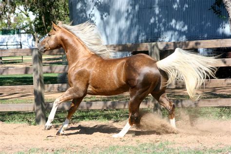 trytotellmetheskyesthelimit horses quarter horse palomino horse
