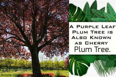 Purple Leaf Plum Is A Deciduous Ornamental Tree Cherished For Its