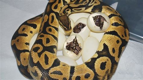 Ball Python Laying Eggs And Baby Python Hatching From Eggs Time Lapse