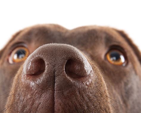 Why Is A Dogs Nose Wet Sniffing Out The Facts Practical Paw The