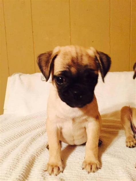Click here to be notified when new pug puppies are listed. pug puppies for sale in maryland in Crisfield, Maryland - Puppies for Sale Near Me