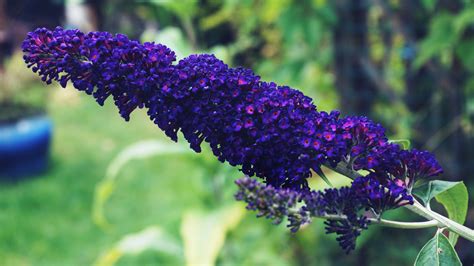 Fotos Gratis Buddleia Púrpura Flores Floral Naturaleza Jardín