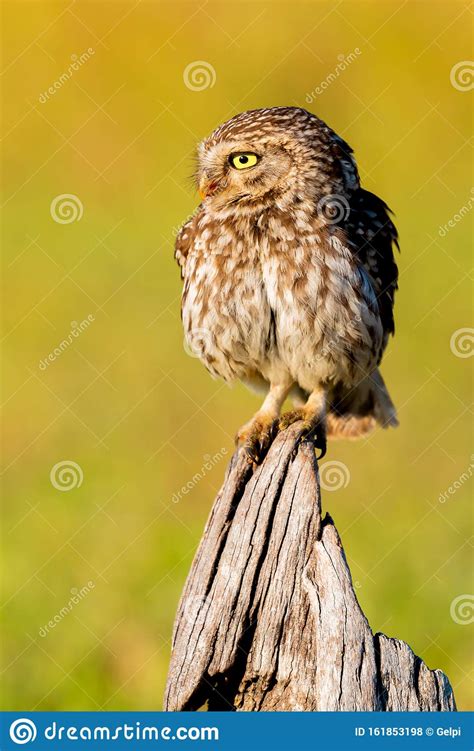Cute Owl Small Bird With Big Eyes Stock Photo Image Of
