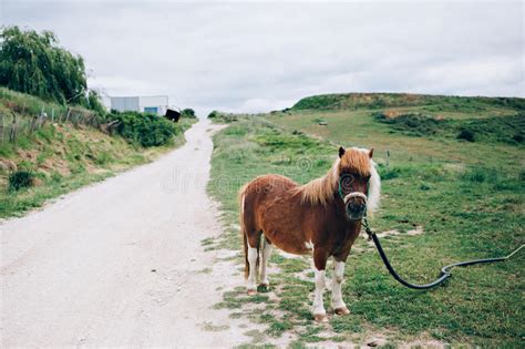 Little Cute Donkey In The Field Stock Photo Image Of