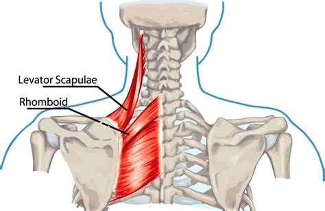 Diagram Of Bones In Neck And Shoulder The Shoulder Joint Is One Of