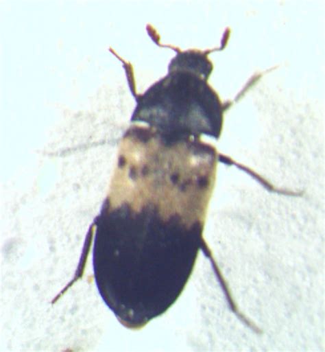 Larder Beetle Pest Control