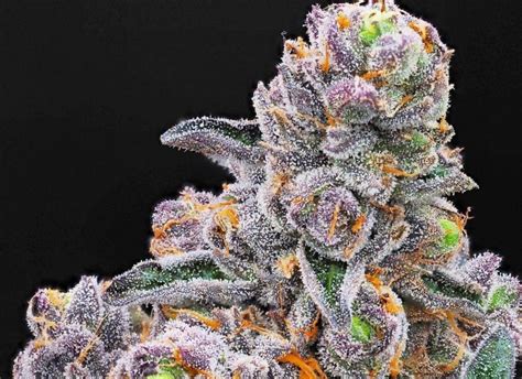 What Weed Strains Are Purple