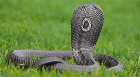 Monocled Cobra Snake Facts
