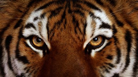 Download Wallpaper Tiger Eye Eyes Look 1920x1080 Eyes Of