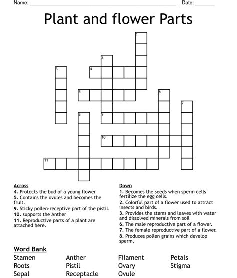 Parts Of A Flower Crossword Puzzle Worksheet Freebie