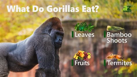 What Do Gorillas Eat A Z Animals