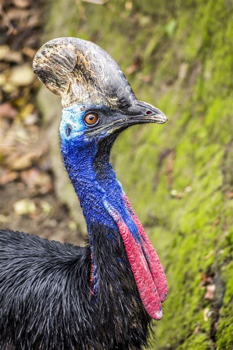 Free Images Wildlife Beak Fauna Close Up Emu Vertebrate Ratite