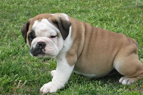 If you are in need of. English Bulldog for sale for $1,600, near Tulsa, Oklahoma ...