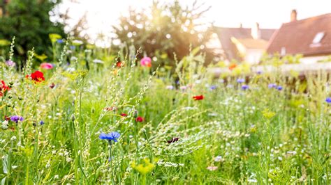 What Is Meadowscaping And How To Get The Look In Your Garden