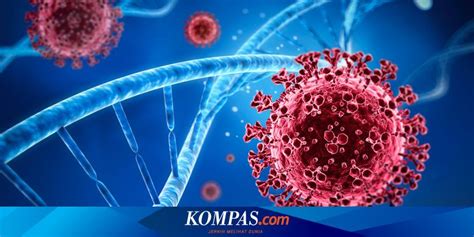 Koronavirus atau coronavirus (istilah populernya: Varian Baru Virus Corona Belum Terdeteksi di Indonesia, Ini Kata Ahli Halaman all - Kompas.com