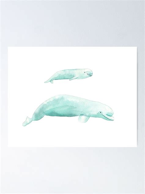 Beluga Whales Poster For Sale By Tinavandijk Redbubble