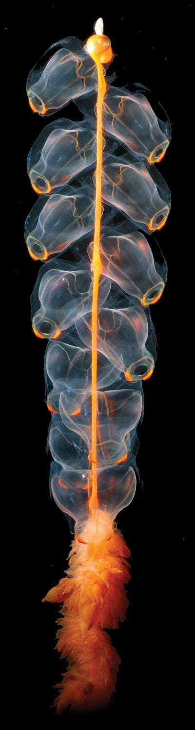 Arctic Siphonophore Underwater Life Ocean Creatures Sea World