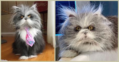 This Hairy Cat Has A Disorder That Makes Him Look Like An Adorable