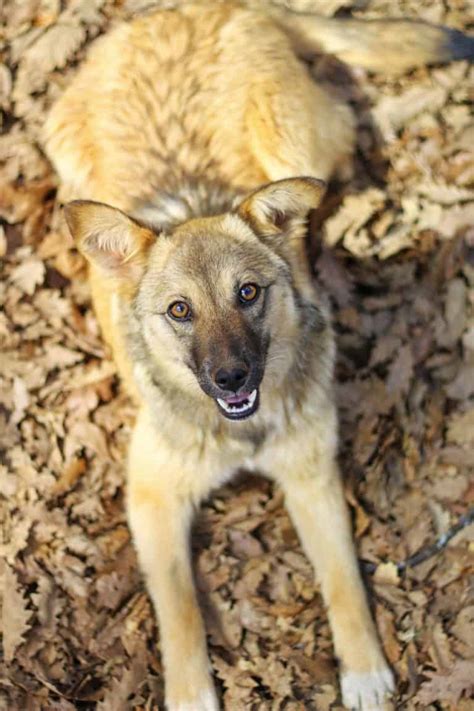 Coyote Dog Mix Breed Information What Is A Coydog Your Dog Advisor