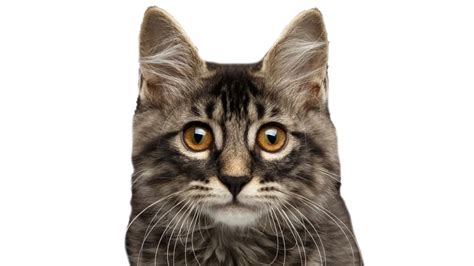 Cat Transparent Background Png Play