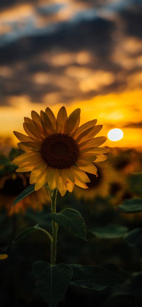 Free Download Sunflower Wallpaper Iphone X Sunflower Background For