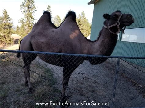 Josey has great conformation, perfect humps, and has a very calm temperament. Proven Bactrian Camel Female for Sale