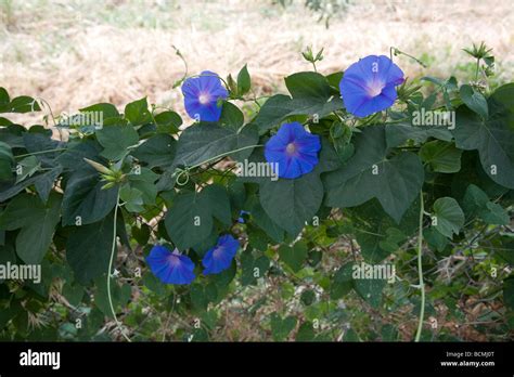 Beautiful Blue Morning Glory Flowering Vine On Fence Stock Photo Alamy