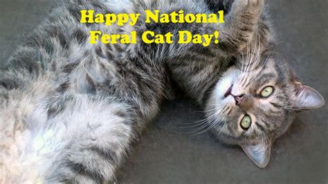 Happy National Feral Cat Day Cat Sanctuary Feral Cats Cat Rescue