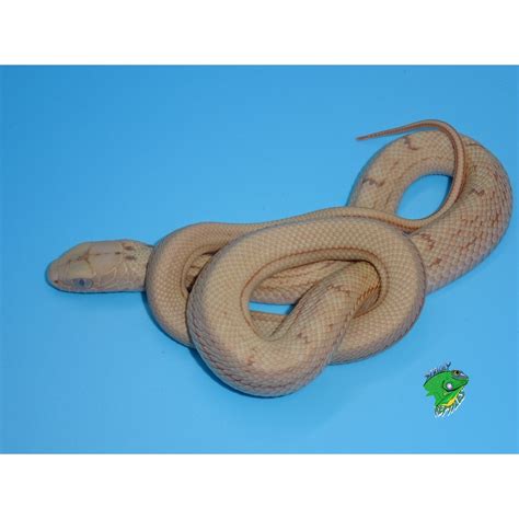 Hypo Chinese King Rat Snake Baby Strictly Reptiles Inc
