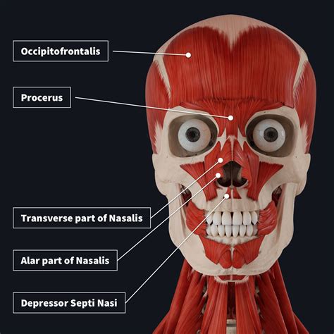 The Muscles Of Facial Expression Complete Anatomy