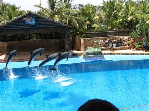 The Dolphin Show Picture Of Ushaka Marine World Durban Tripadvisor
