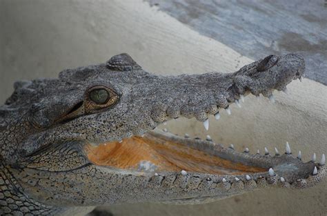 Laughing Crocodile Photograph By Cheryl Burke Pixels
