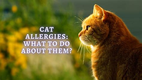 ᐈ Cat Allergies Symptoms Causes Testing Treatment And Prevention