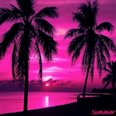 Pink Sunset Sunset Nature Pink Sunset Palm Tree Sunset