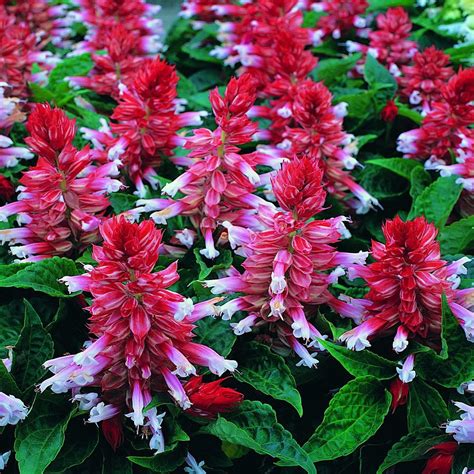 Park seed offers a mix of annual and perennial flower seeds, so you can design the garden of your dreams in the colors, scents and sizes you most love. Flower Seeds For Sale Salvia Firecracker Red Stripe