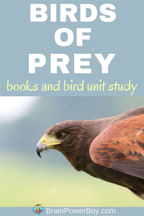 The Very Best Birds Of Prey Books Are Found In This List Includes Bird