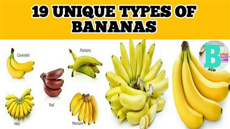 19 Unique Types Of Bananas Youtube