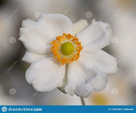 Soft Portrait Of Single White Anemone Blossom In Anemone Field In