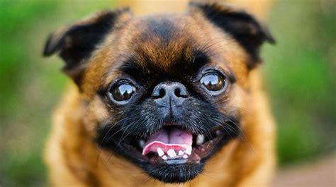 Give a home to this cute puppy. 15 Best Dogs for Kids and Family - Barking Royalty