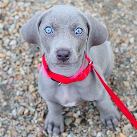 Surrender To The Hypnotic Eyes Of These Weimaraner Puppies