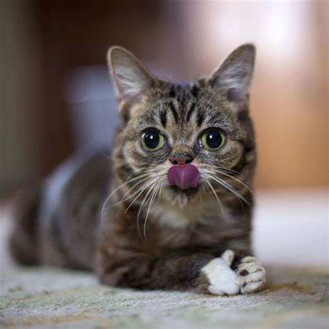 Pin By Dawn Pratt On I Love Lil Bub Cute Cat Cute Animals Cute Cats