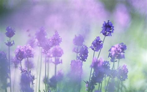 Purple wallpaper iphone aesthetic iphone wallpaper flower wallpaper aesthetic wallpapers violet aesthetic lavender aesthetic flower aesthetic pretty flowers purple. Lavender Aesthetic Wallpapers - Top Free Lavender ...