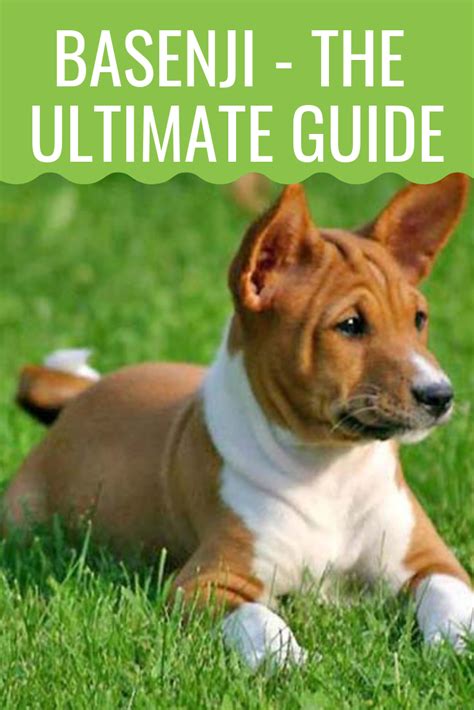 Basenji The Ultimate Guide To The African Barkless Dog